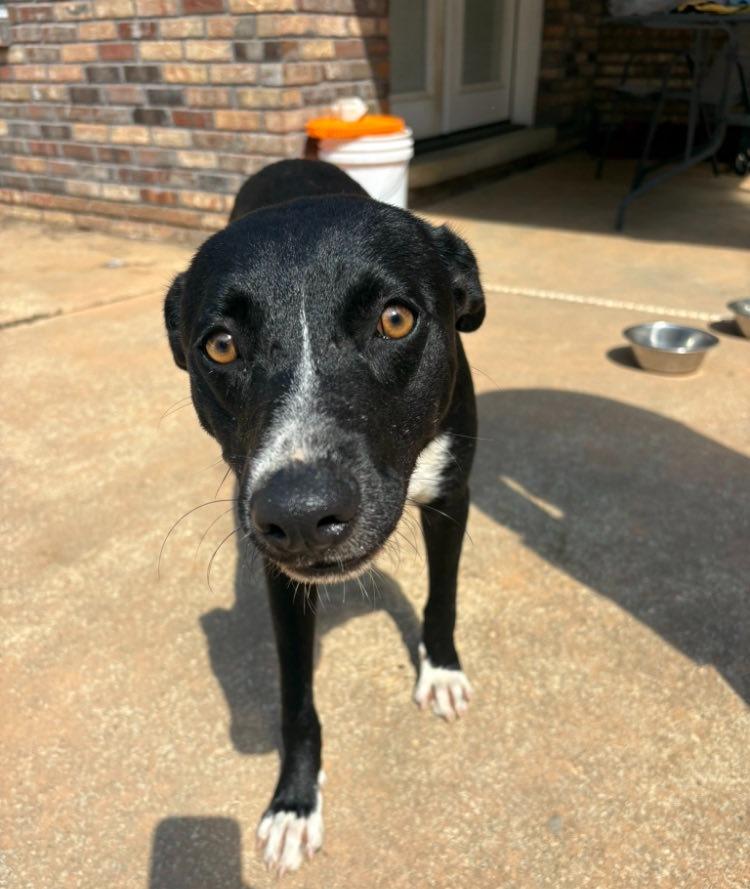Maggie girl, Adoptable, Young Female Mixed Breed.