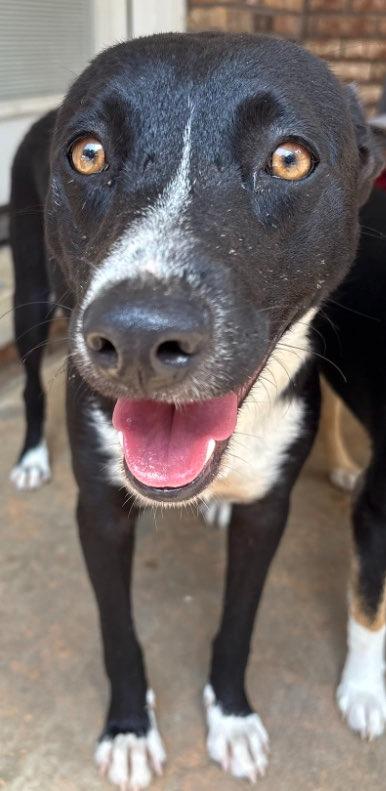 Enlarge Maggie girl, a Adoptable mixed breed in Fond Du Lac, WI image 2/5