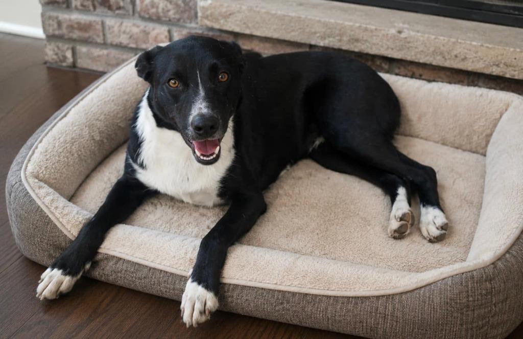 Enlarge Maggie girl, a Adoptable mixed breed in Fond Du Lac, WI image 3/5