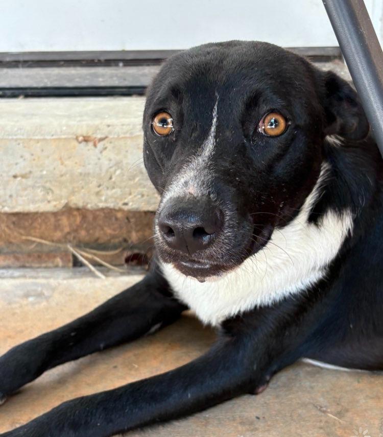 Enlarge Maggie girl, a Adoptable mixed breed in Fond Du Lac, WI image 4/5