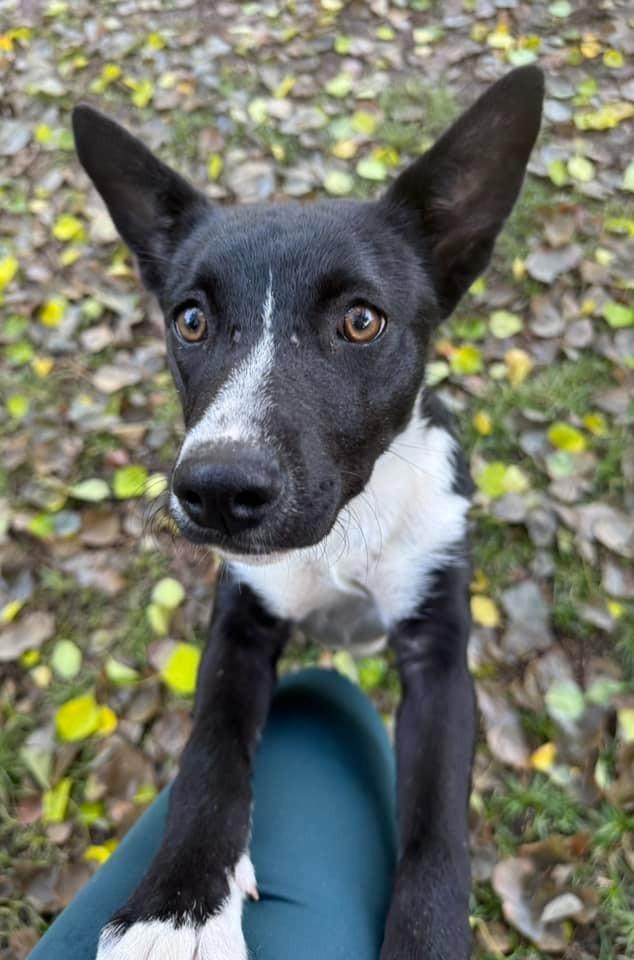 Enlarge Maggie girl, a Adoptable mixed breed in Fond Du Lac, WI image 5/5
