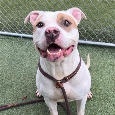 Kilo, Adoptable, Adult Male Pit Bull Terrier & Mixed Breed.