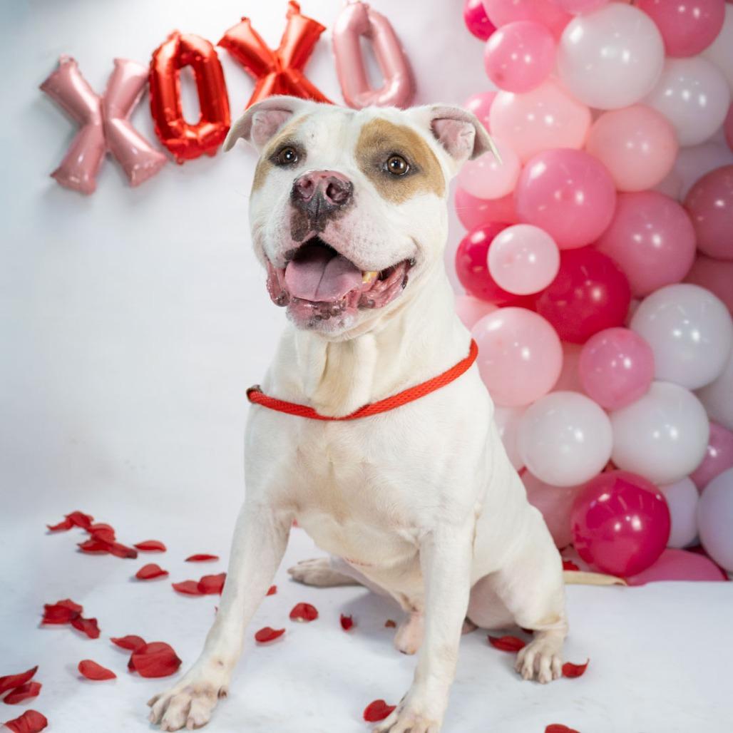 Enlarge Kilo, a Adoptable mixed breed in Hawthorne, CA image 2/5