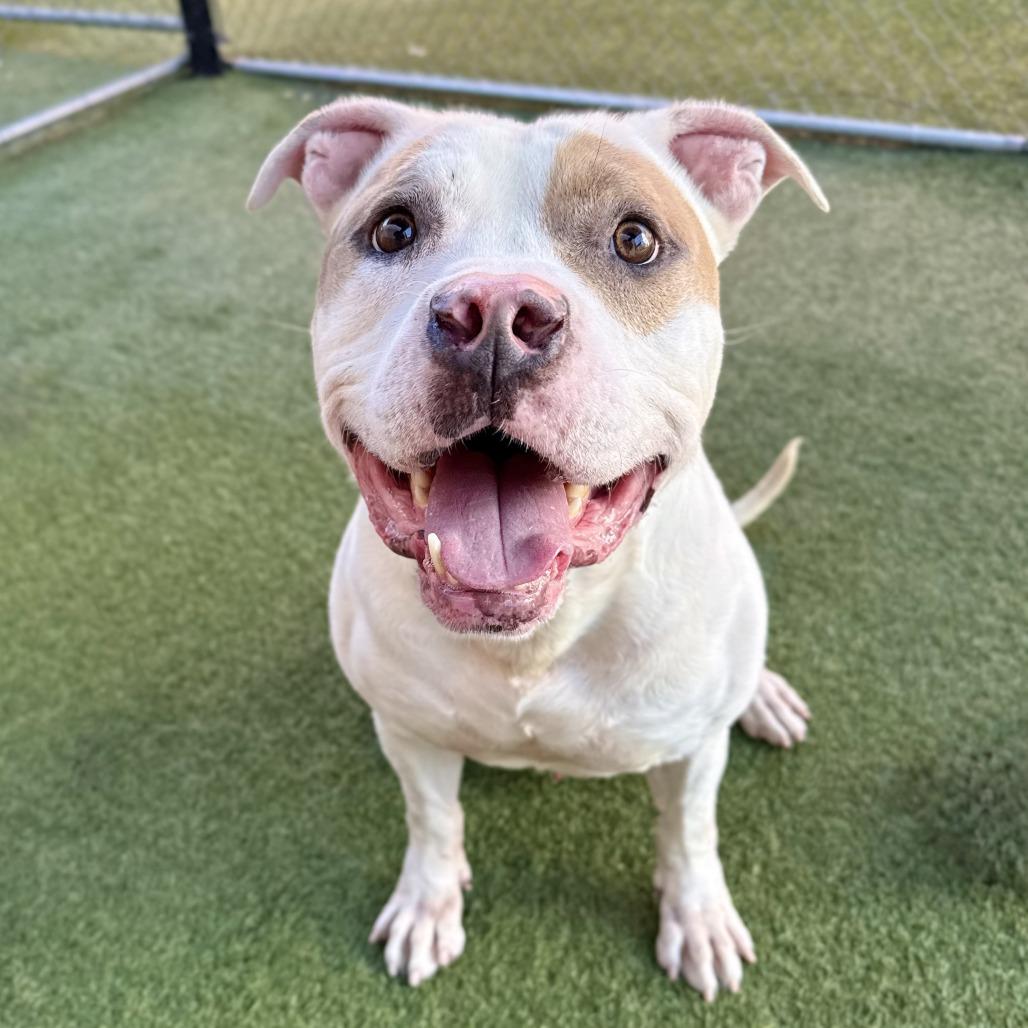 Enlarge Kilo, a Adoptable mixed breed in Hawthorne, CA image 5/5