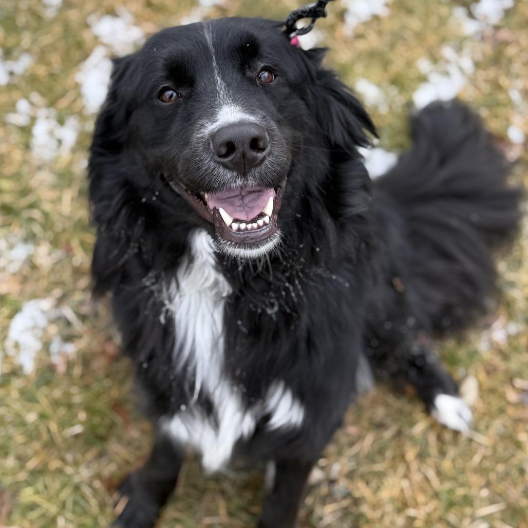 Enlarge Chloe, a Adoptable mixed breed in Delaware, OH image 1/3