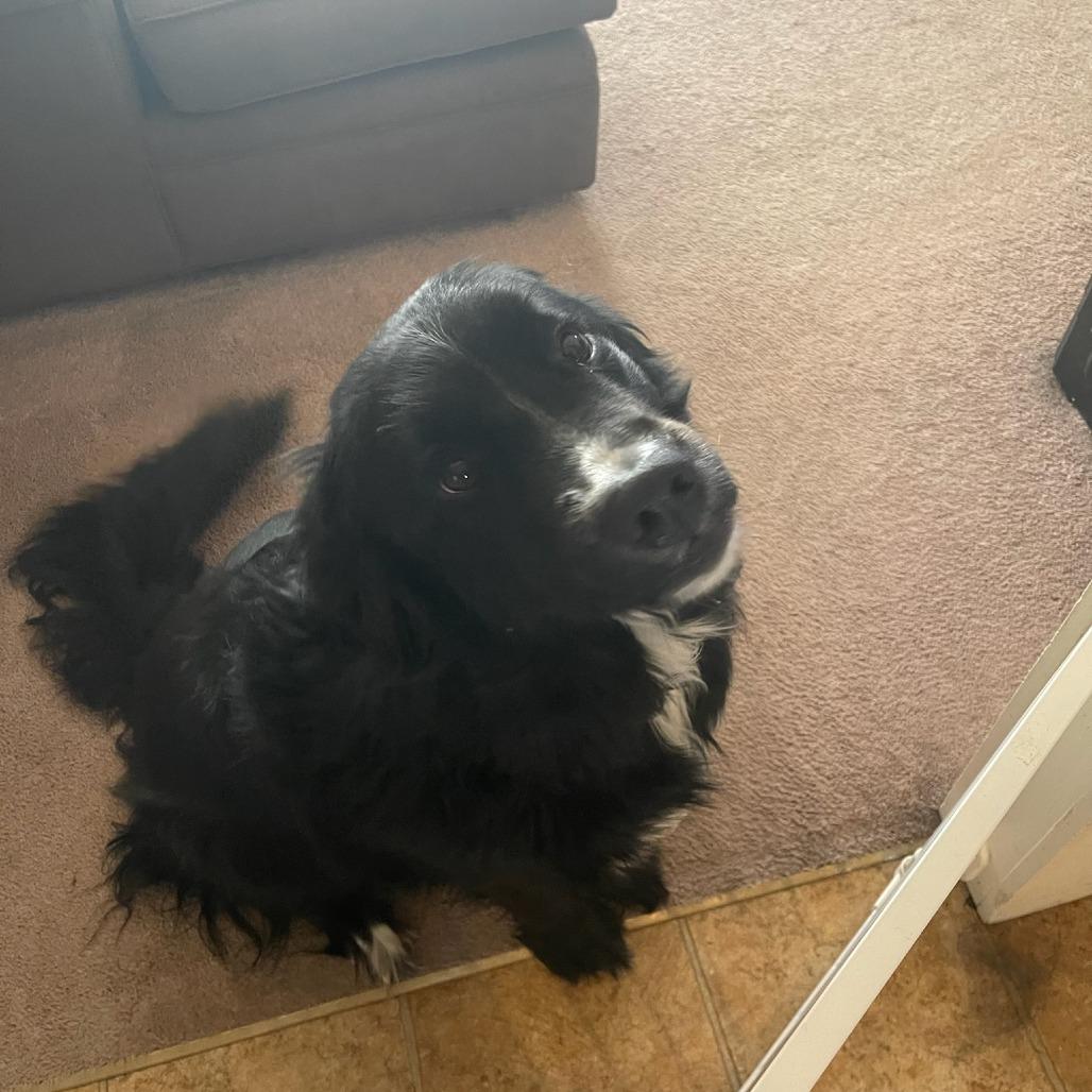 Chloe, Adoptable, Adult Female Bernese Mountain Dog & Shepherd.