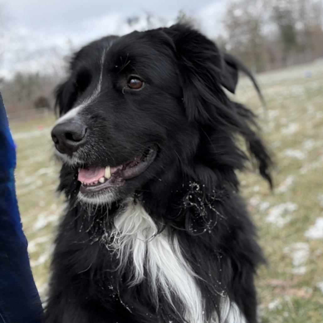 Enlarge Chloe, a Adoptable mixed breed in Delaware, OH image 3/3