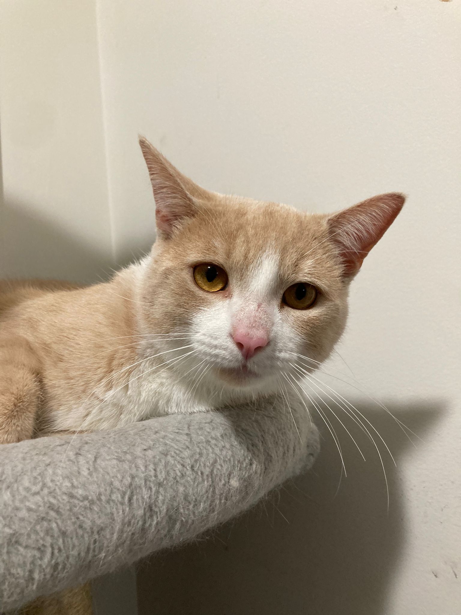 Bobbieson, Adopted, Kitten Male Domestic Short Hair.