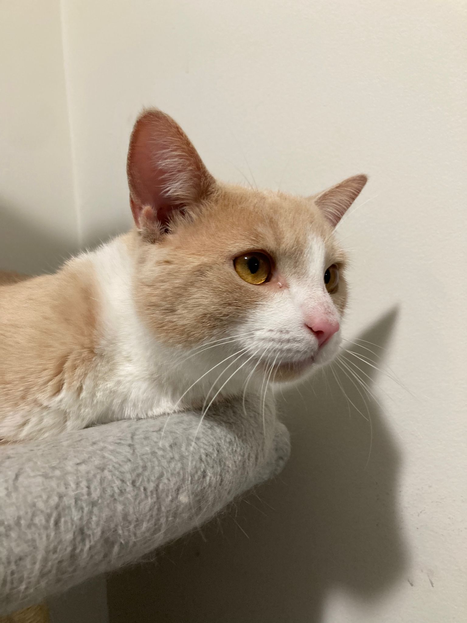 Bobbieson, a Adopted Domestic Short Hair in Markham, ON image 2/5