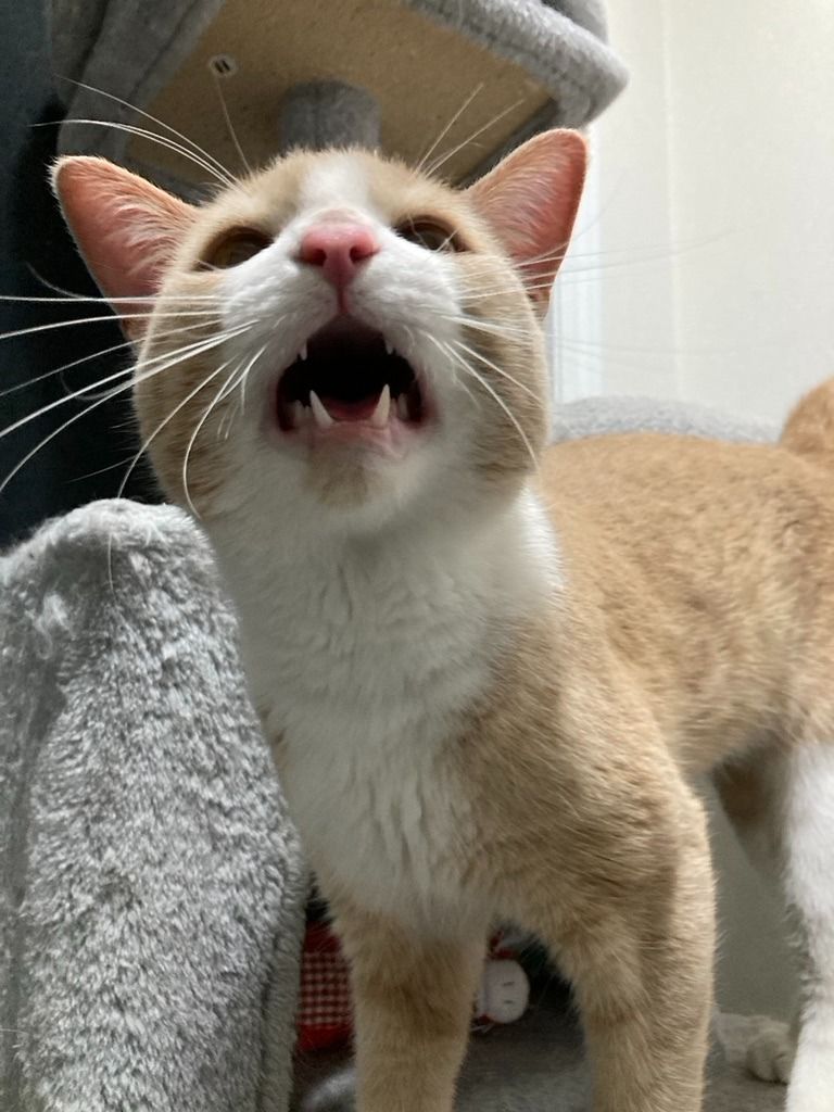 Bobbieson, a Adopted Domestic Short Hair in Markham, ON image 3/5