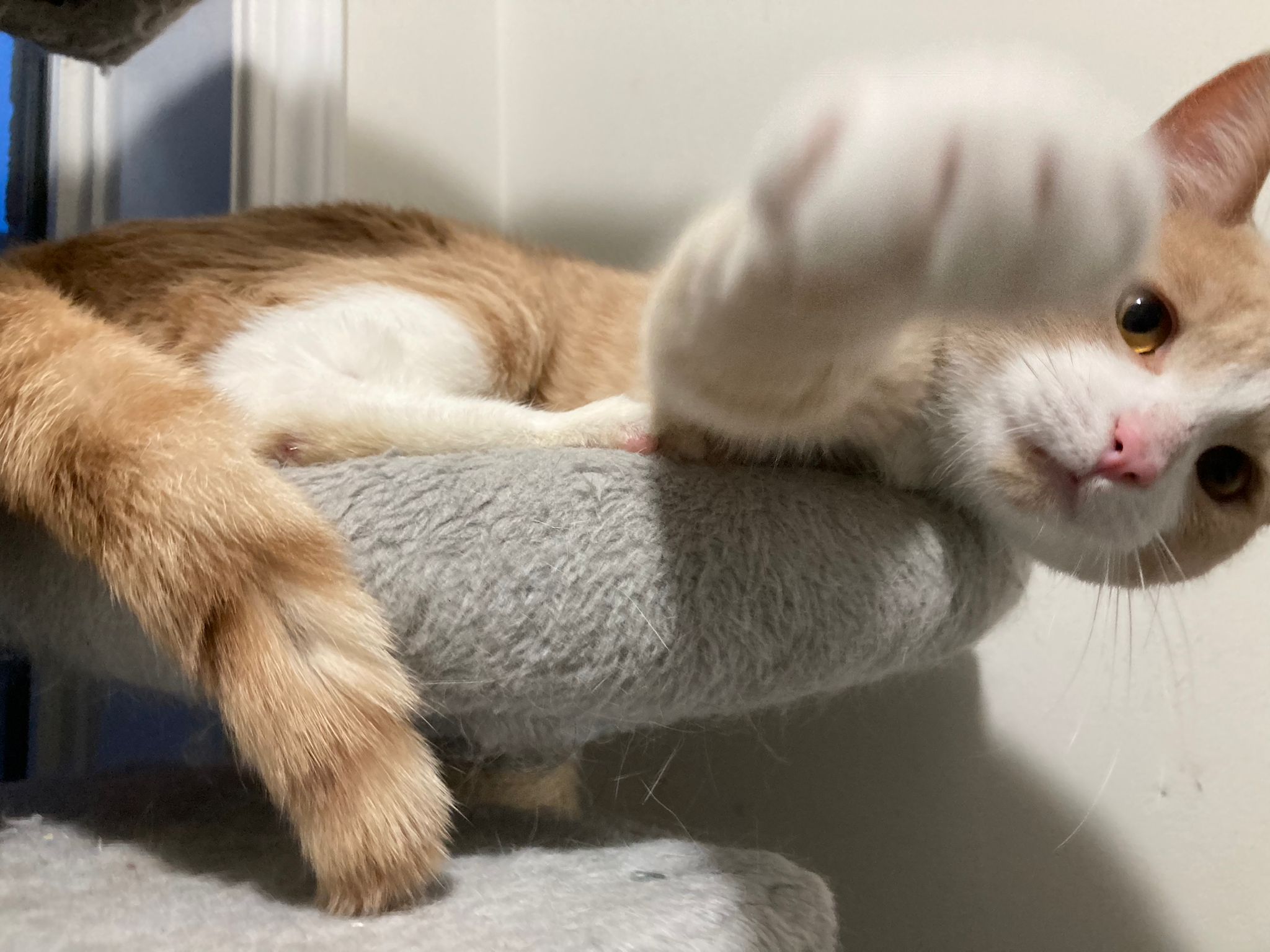 Bobbieson, a Adopted Domestic Short Hair in Markham, ON image 4/5