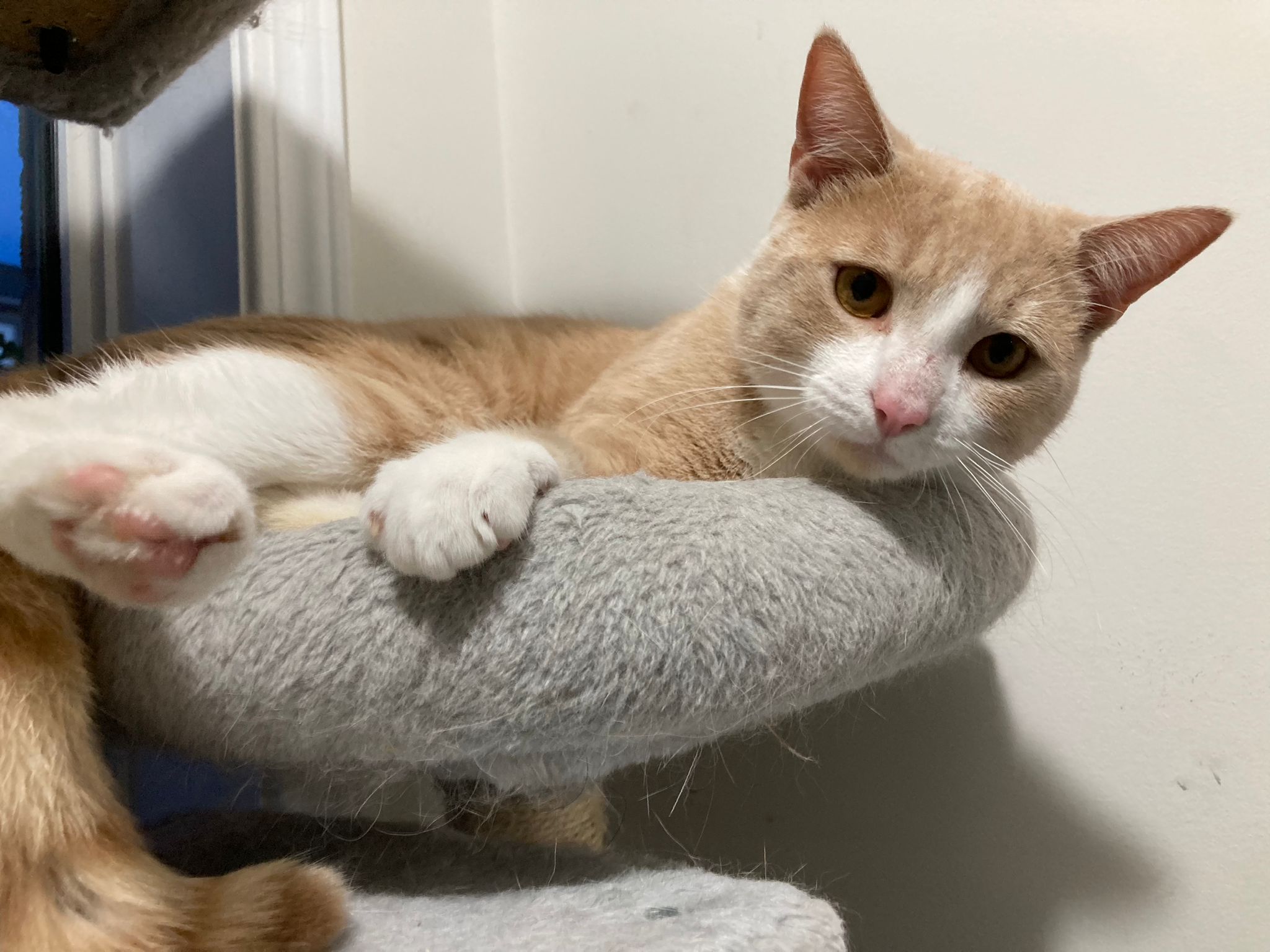 Bobbieson, a Adopted Domestic Short Hair in Markham, ON image 5/5