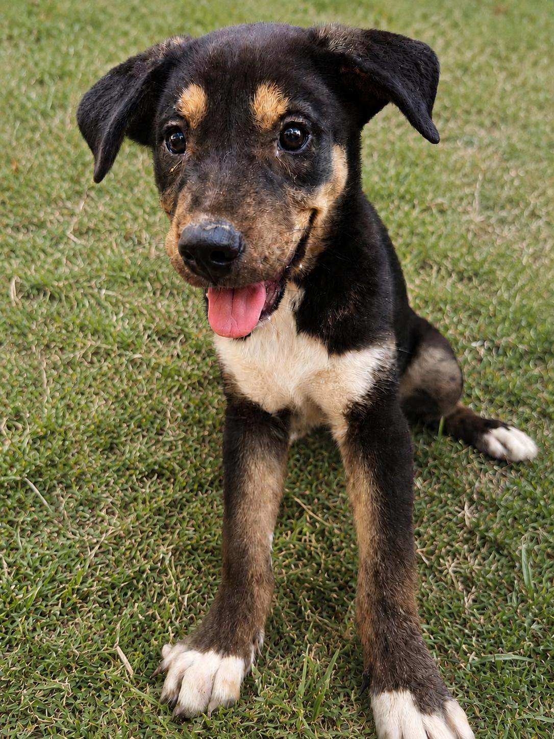 Koda, Adoptable, Puppy Male Siberian Husky.