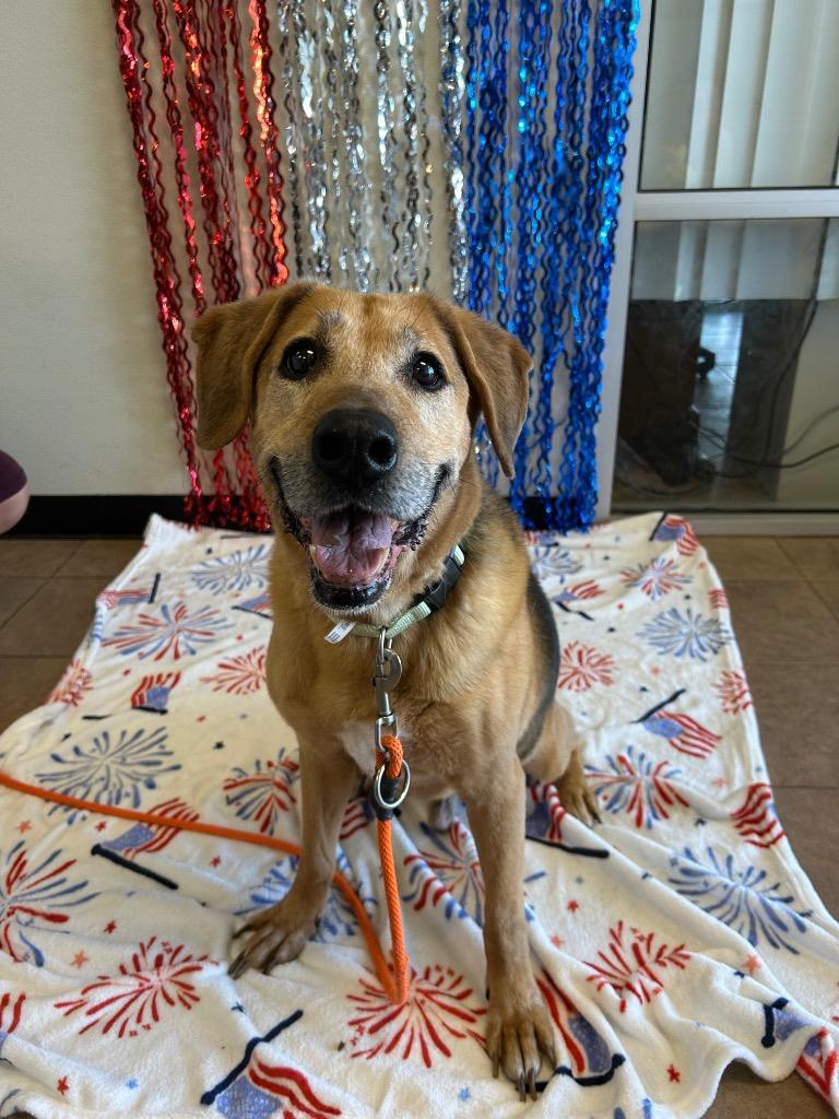 Alfie, a Adoptable mixed breed in Marion, OH image 1/2