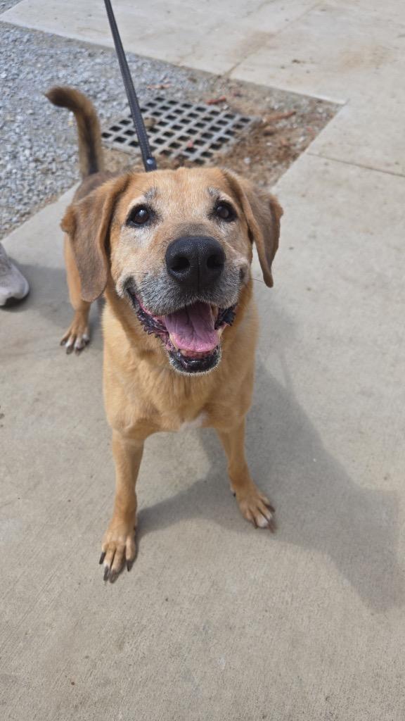 Alfie, a Adoptable mixed breed in Marion, OH image 2/2