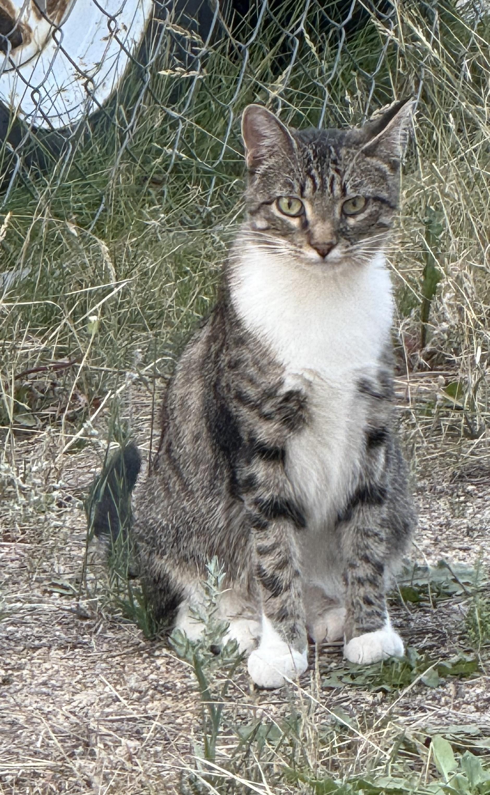 Enlarge Madam Grace, a Adoptable Domestic Short Hair in Butte, MT image 3/5