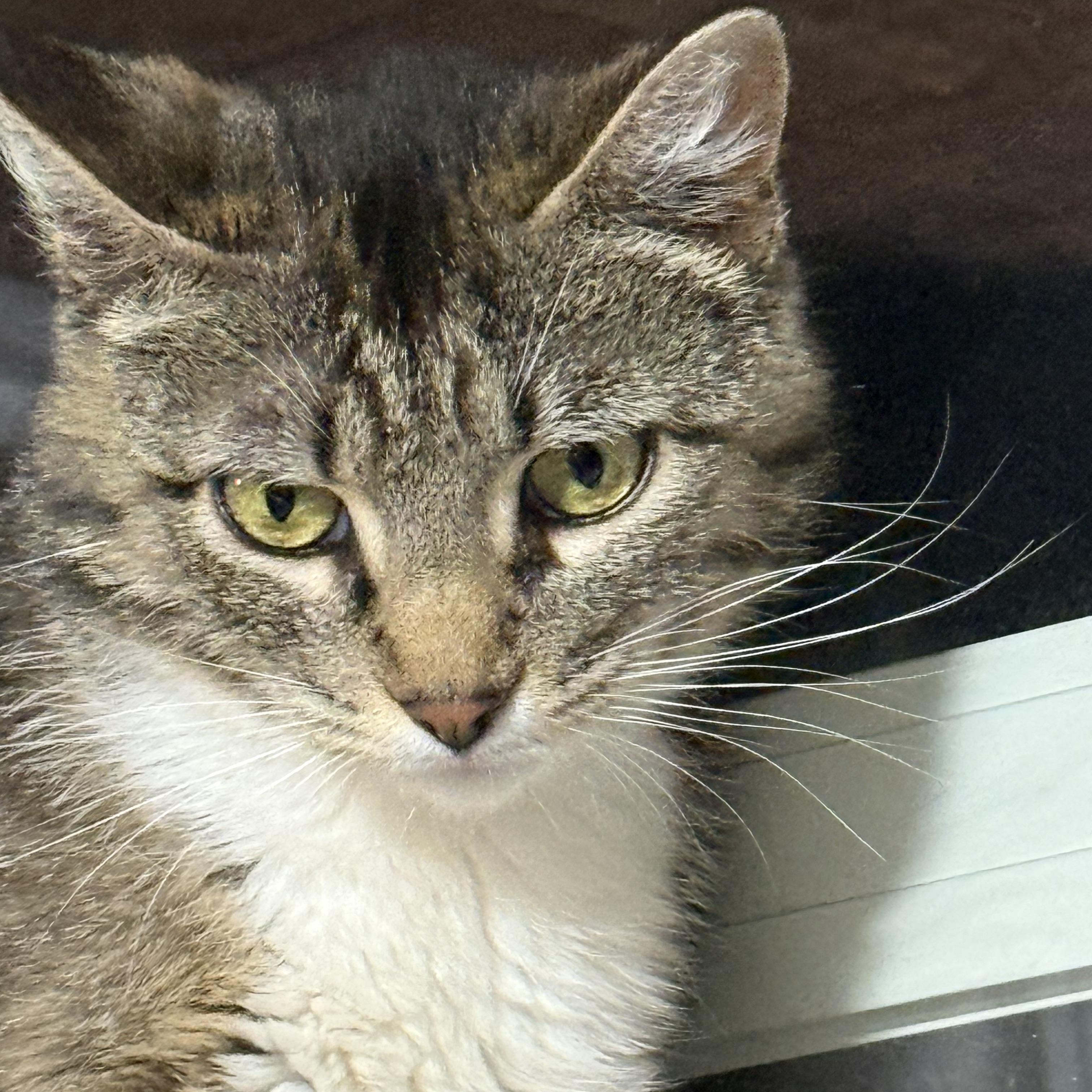 Enlarge Madam Grace, a Adoptable Domestic Short Hair in Butte, MT image 1/5