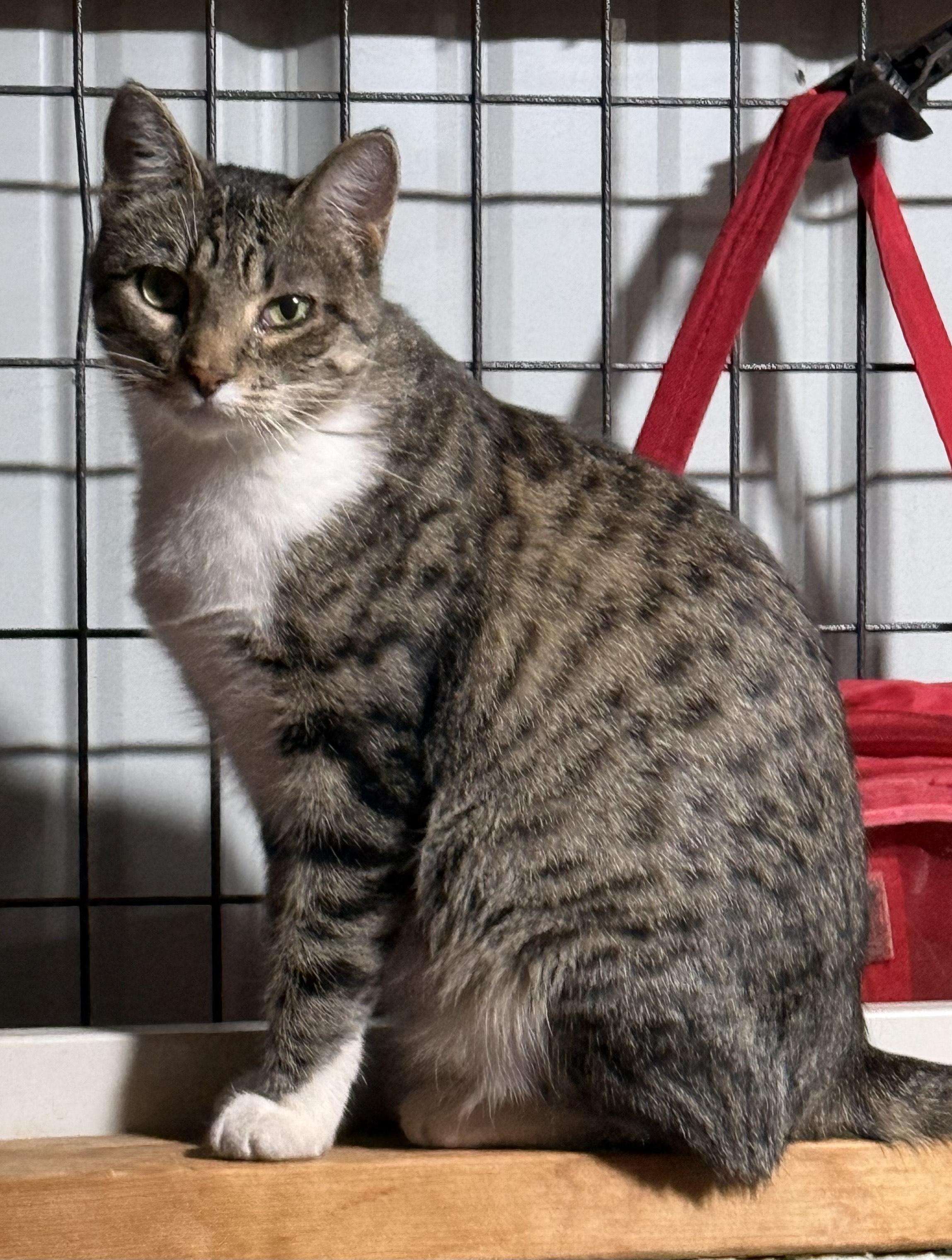 Madam Grace, an adoptable Domestic Short Hair in Butte, MT, 59701 | Photo Image 4
