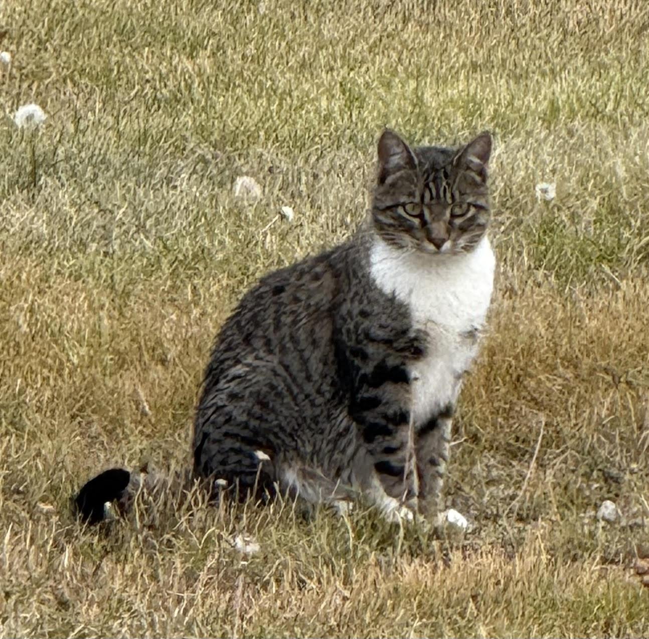 Enlarge Madam Grace, a Adoptable Domestic Short Hair in Butte, MT image 2/5