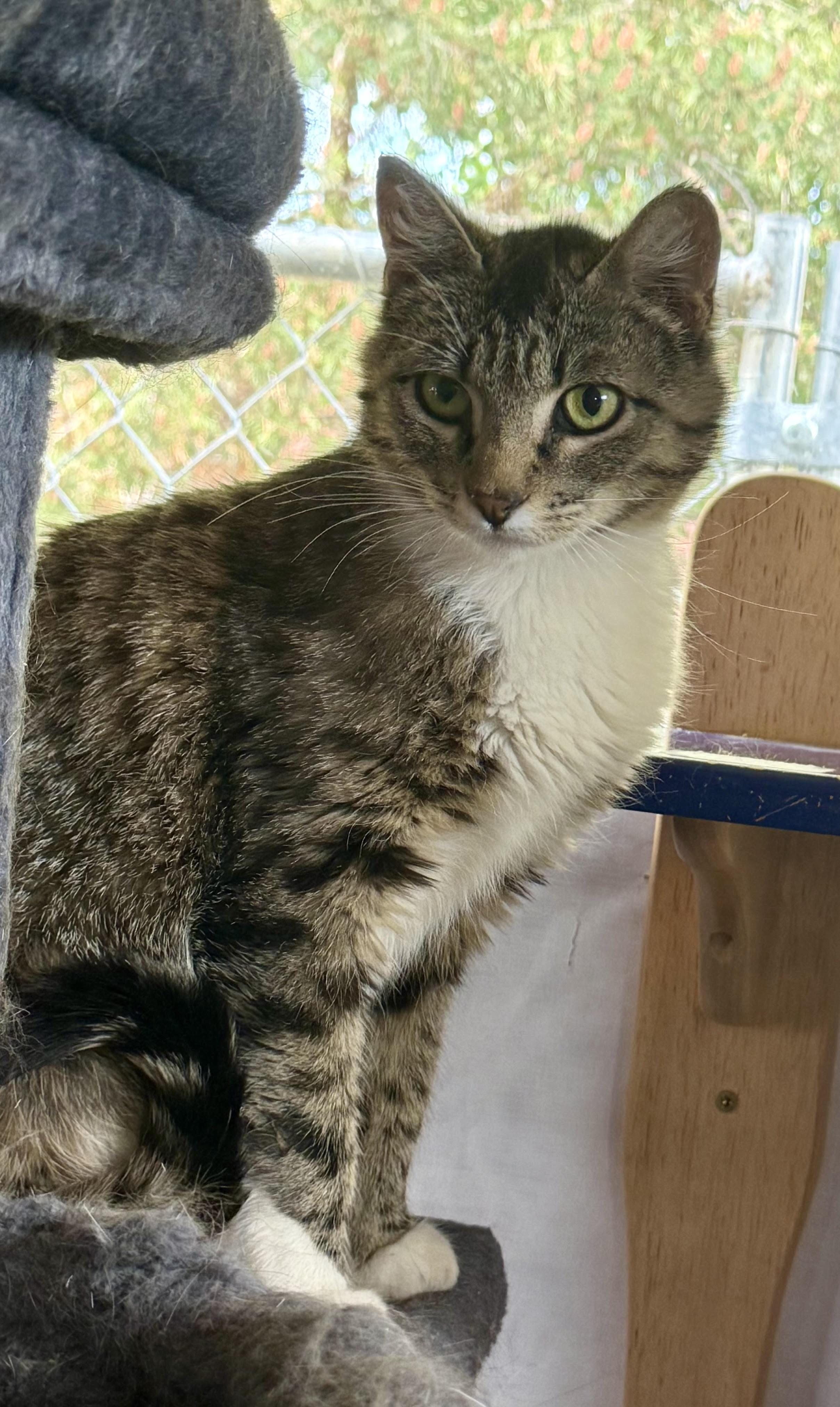 Enlarge Madam Grace, a Adoptable Domestic Short Hair in Butte, MT image 4/5