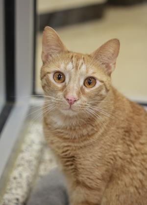 Enlarge Cal 35782, a Adoptable mixed breed in Aiken, SC image 2/6