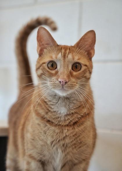 Enlarge Cal 35782, a Adoptable mixed breed in Aiken, SC image 3/6