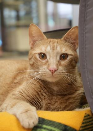 Enlarge Cal 35782, a Adoptable mixed breed in Aiken, SC image 6/6