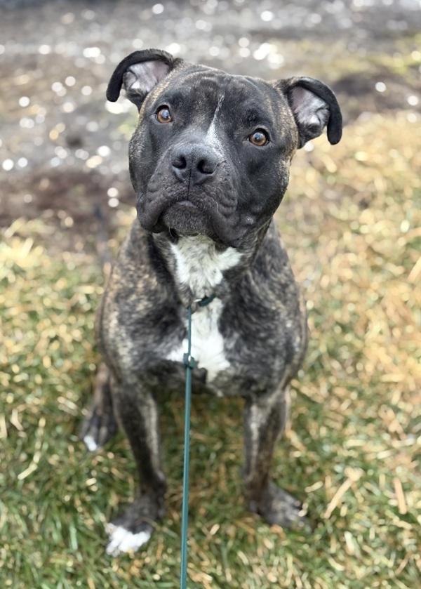 Enlarge Carhartt, a Adoptable mixed breed in Lancaster, OH image 1/2