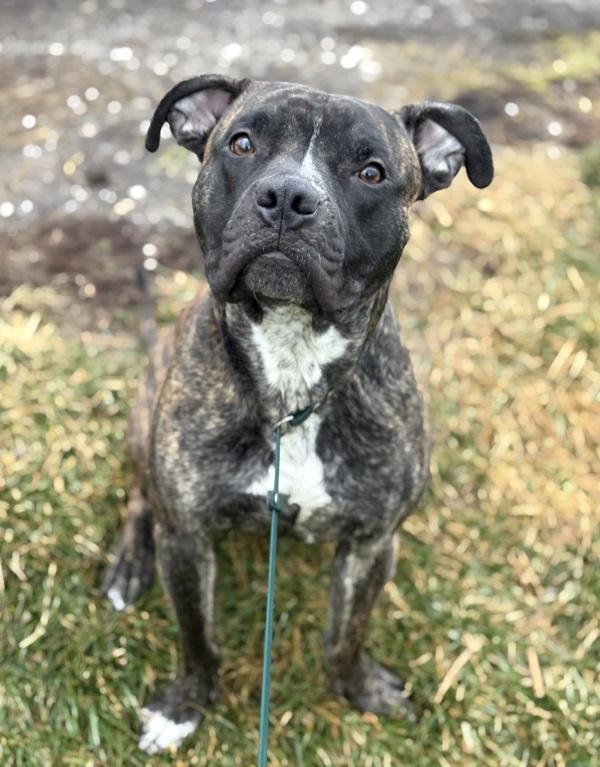 Enlarge Carhartt, a Adoptable mixed breed in Lancaster, OH image 2/2