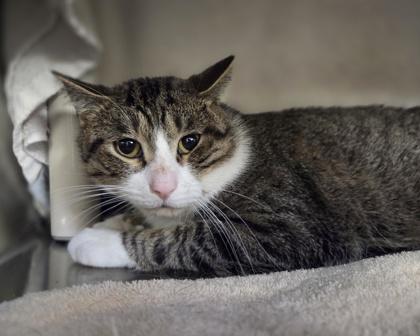 Nesquik, Adoptable, Adult Male Domestic Short Hair & Domestic Short Hair.
