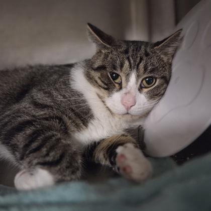 Enlarge Nesquik, a Adoptable mixed breed in Westland, MI image 2/2