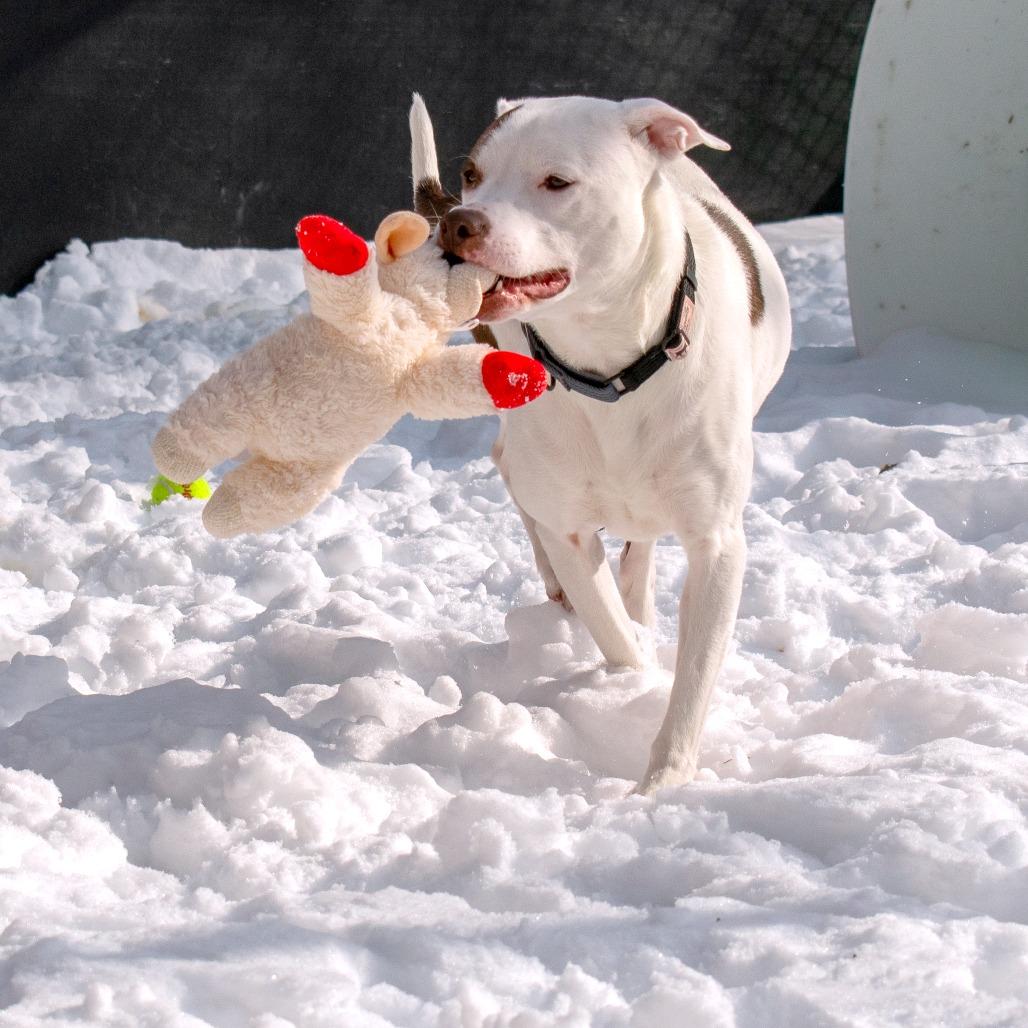 Chappell, Adoptable, Adult Female Mixed Breed.