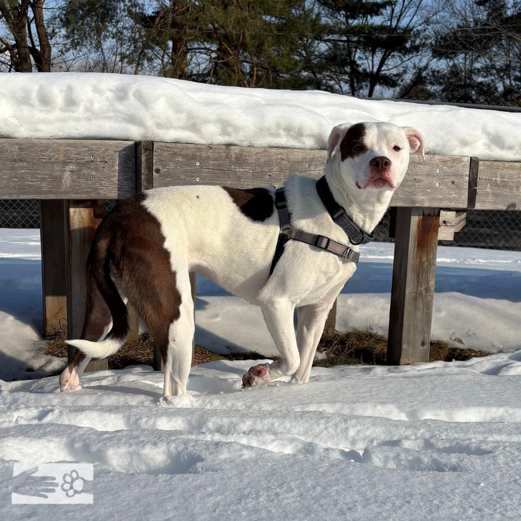 Chappell, Adoptable, Adult Female Mixed Breed.