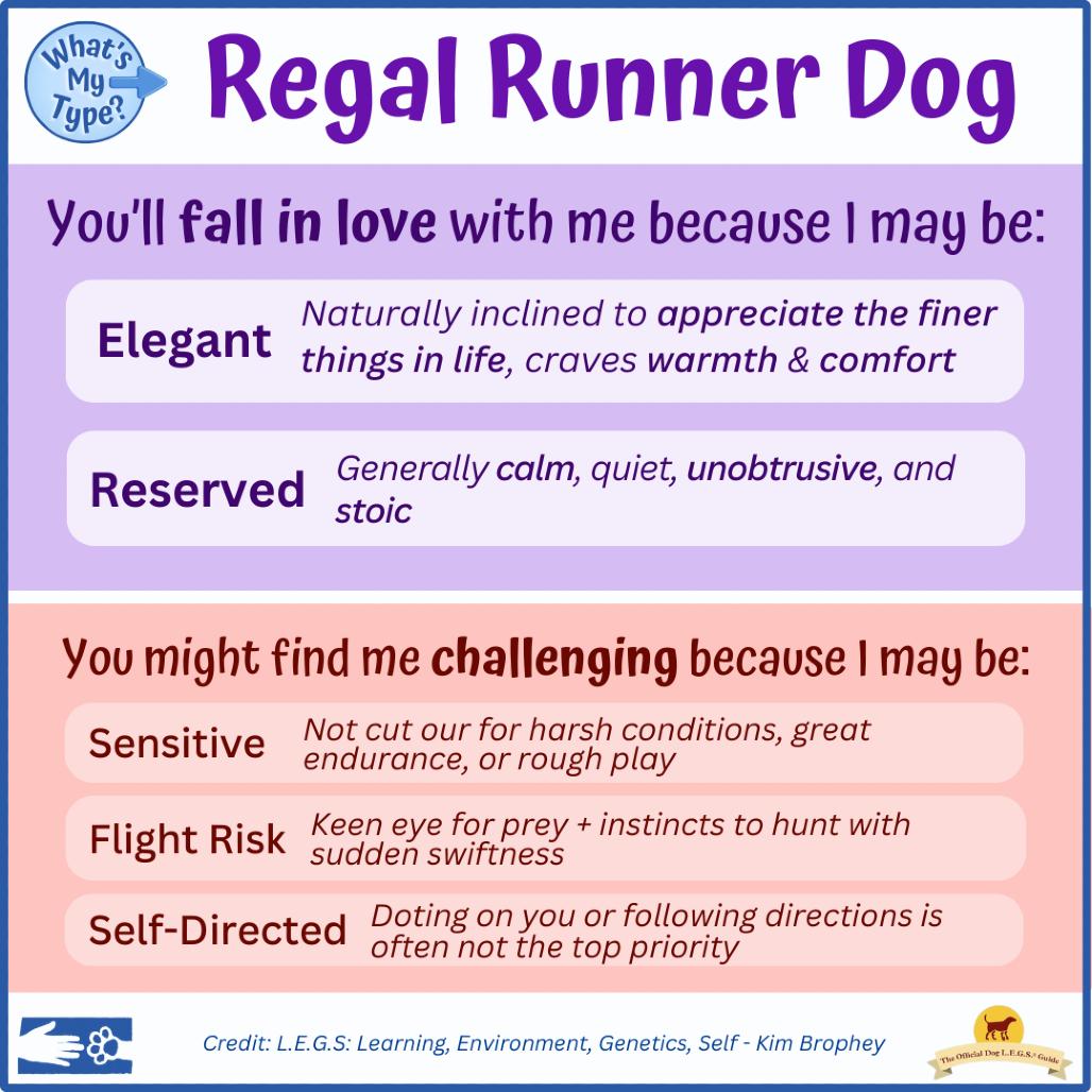 Enlarge Chappell, a Adoptable Mixed Breed in South Burlington, VT image 4/6