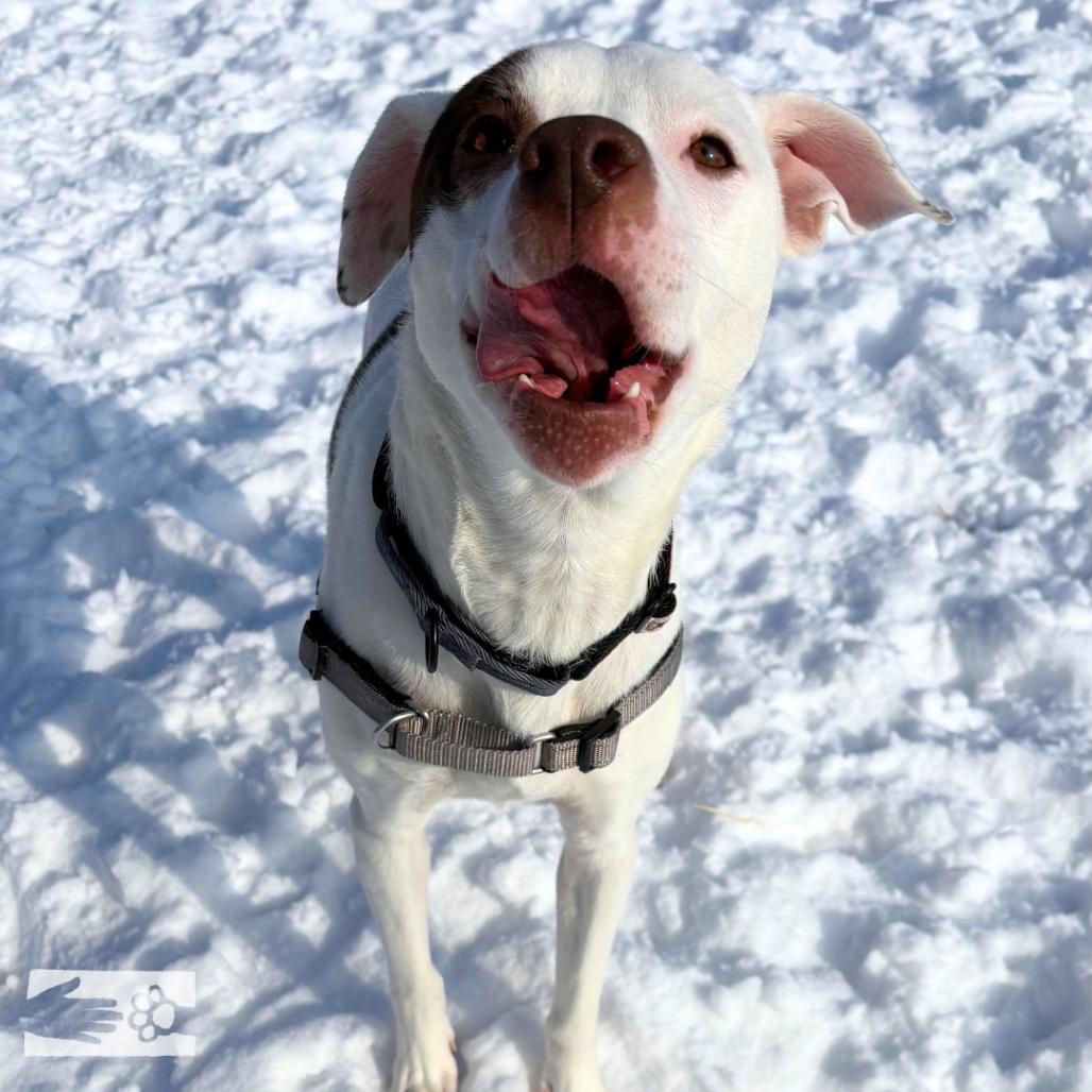 Enlarge Chappell, a Adoptable Mixed Breed in South Burlington, VT image 5/6