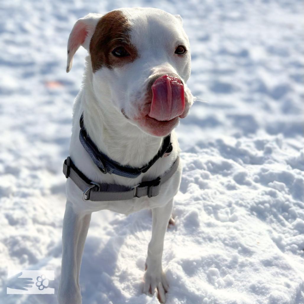Enlarge Chappell, a Adoptable Mixed Breed in South Burlington, VT image 6/6