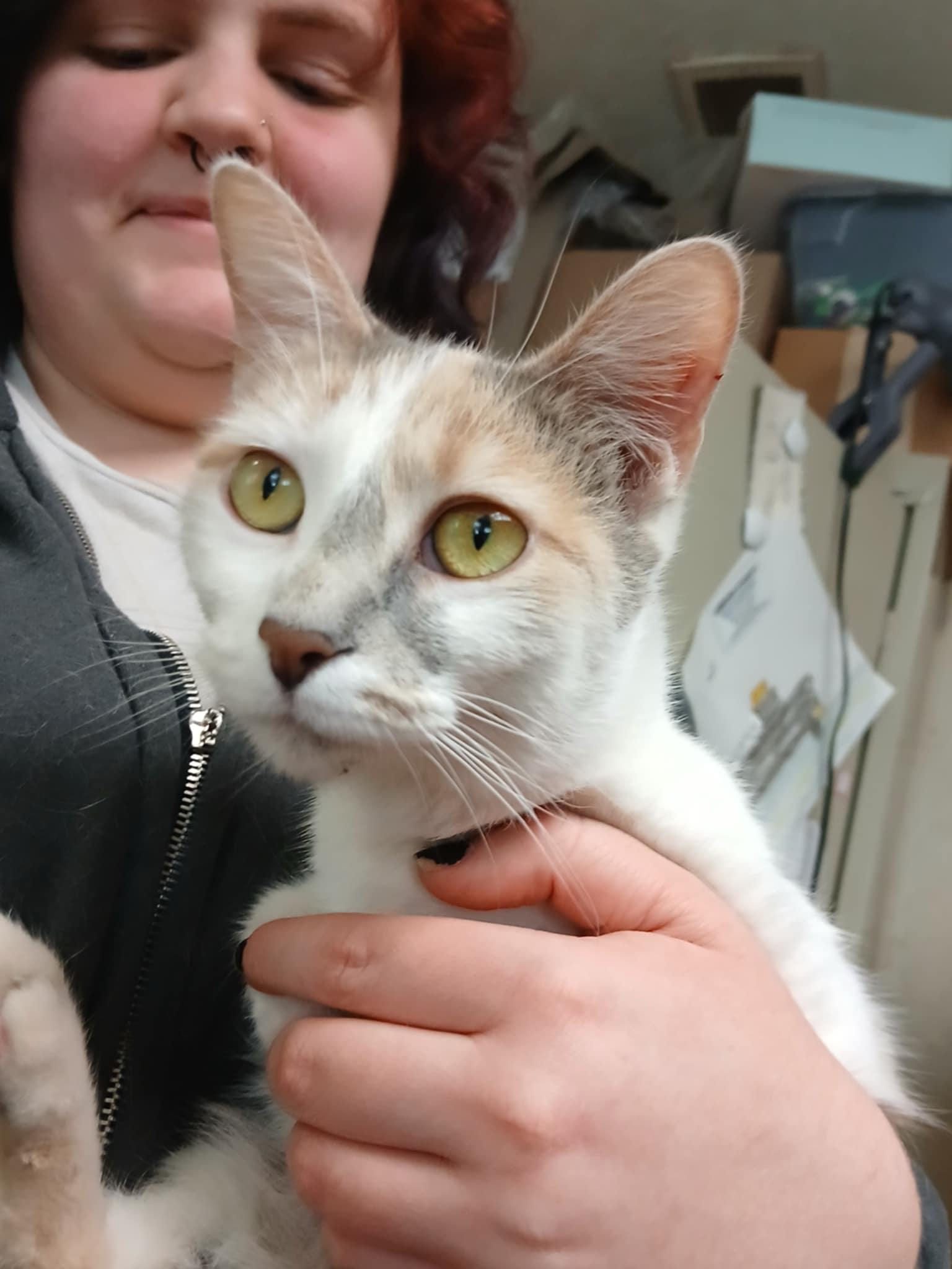 Enlarge Funyun, a Adoptable Domestic Short Hair in Princeton, IN image 1/1