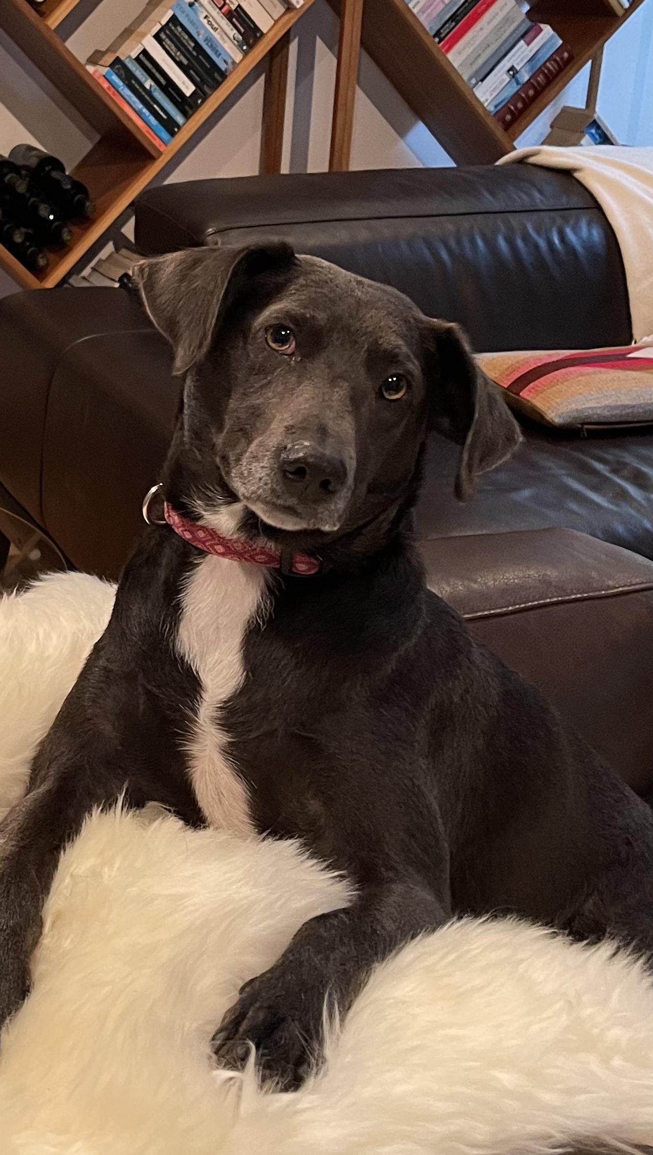 Etta - Courtesy Listing, Adoptable, Adult Female Blue Lacy.