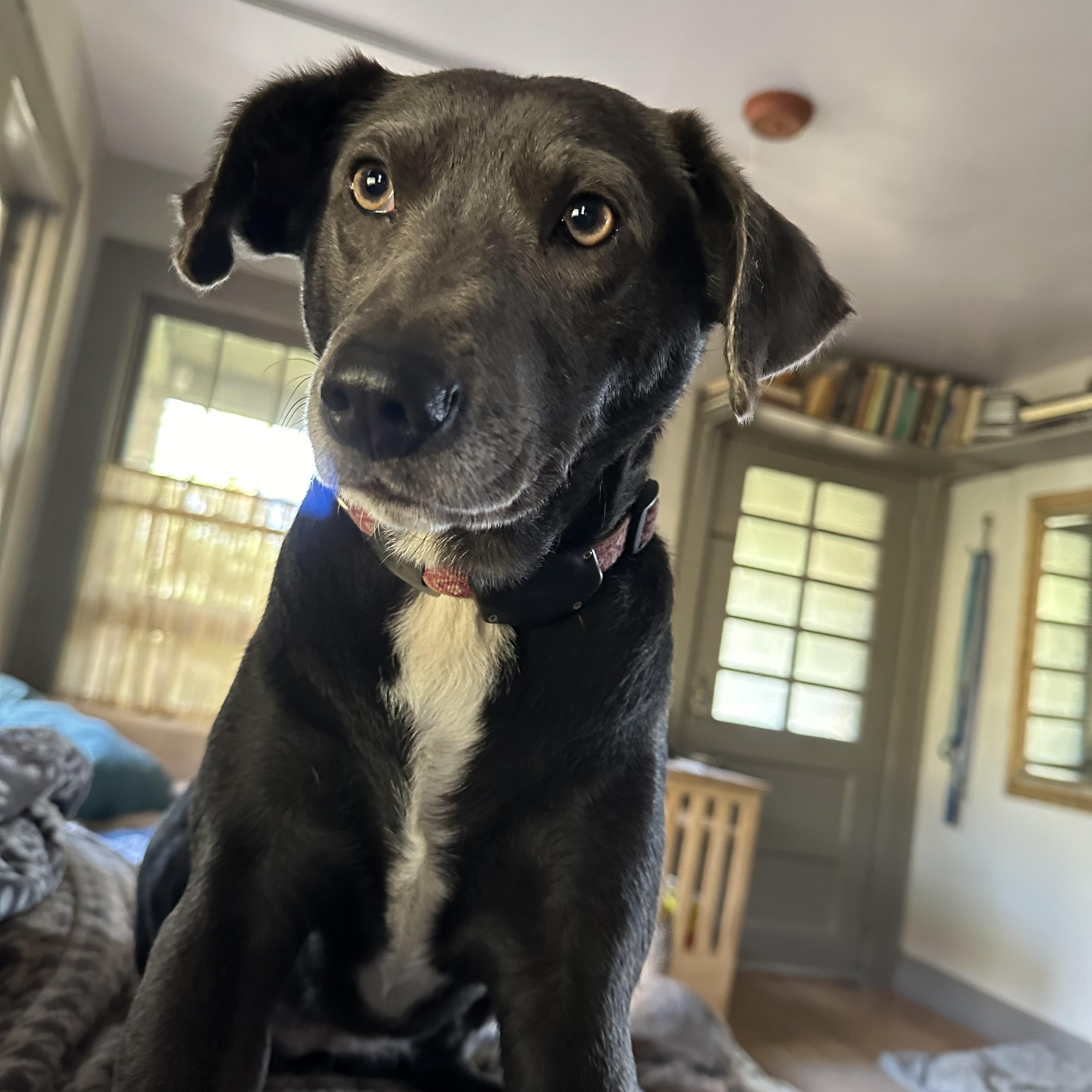 Etta - Courtesy Listing, Adoptable, Adult Female Blue Lacy.