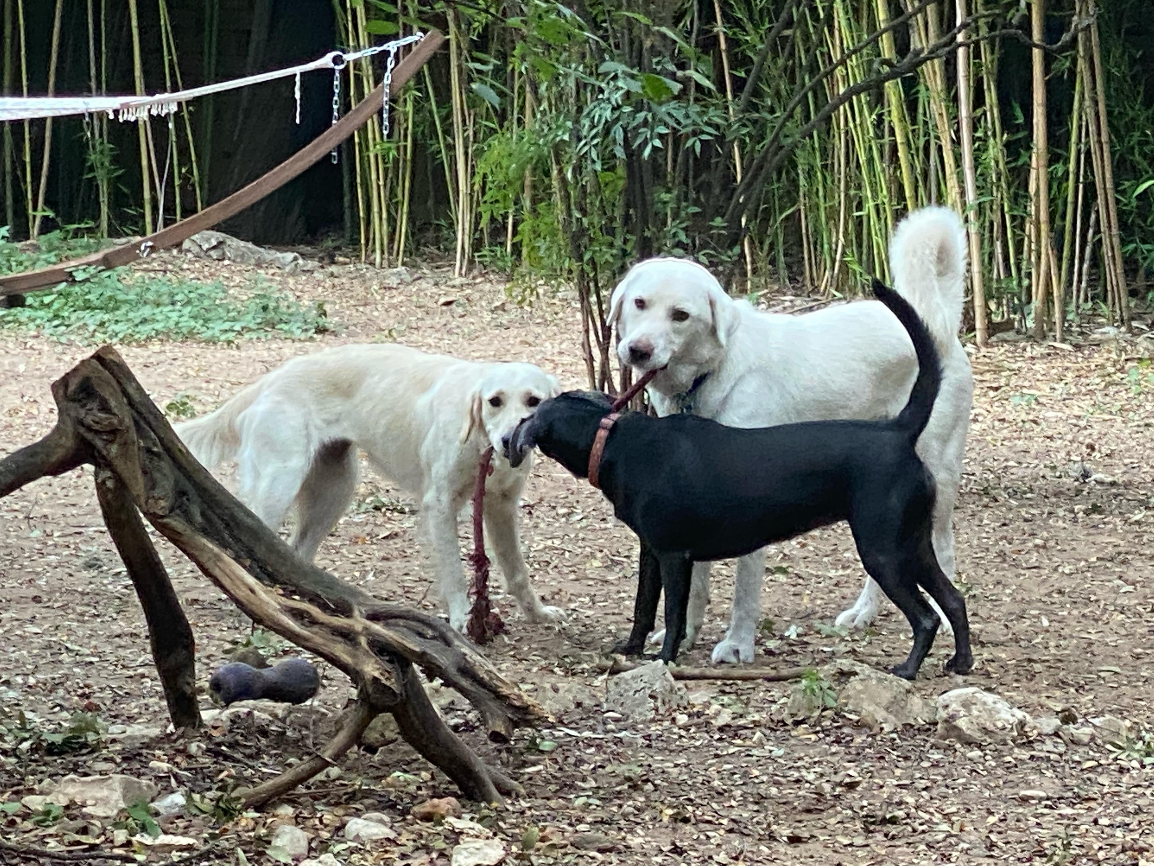 Etta - Courtesy Listing, a Adoptable mixed breed in Austin, TX image 4/5