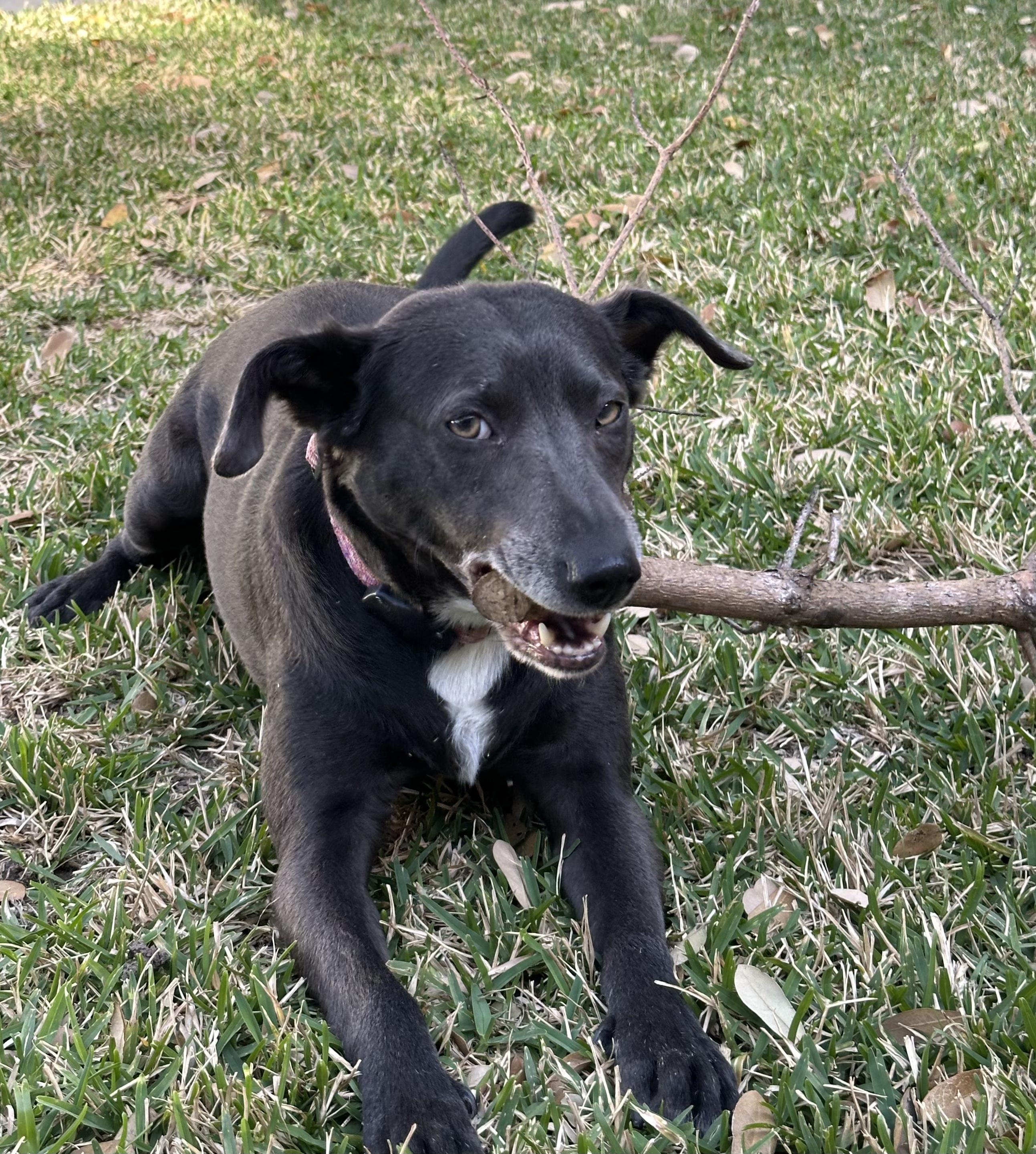 Etta - Courtesy Listing, a Adoptable mixed breed in Austin, TX image 5/5