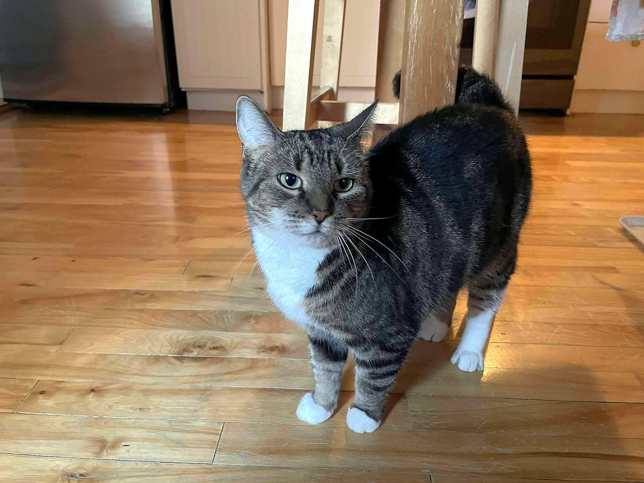 Octavia, Adoptable, Adult Female Tabby.