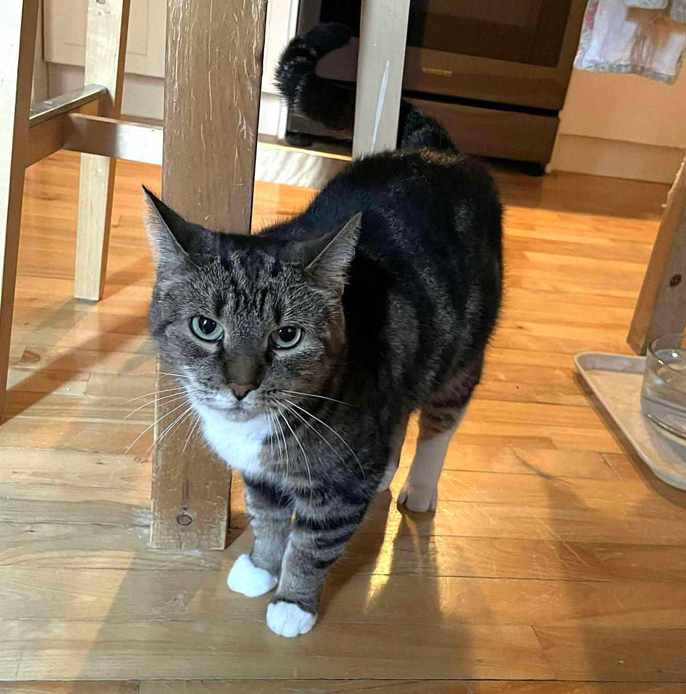 Enlarge Octavia, a Adoptable Tabby in Verdun, QC image 2/2