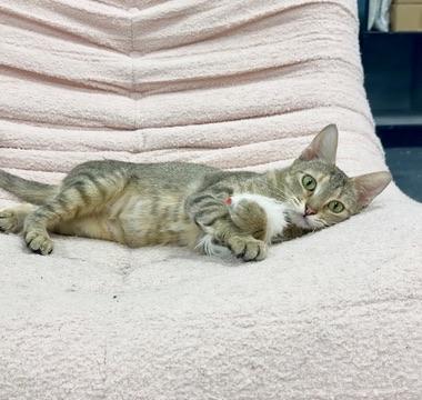 Florence Road, a Adoptable Domestic Short Hair in Covington, LA image 4/6