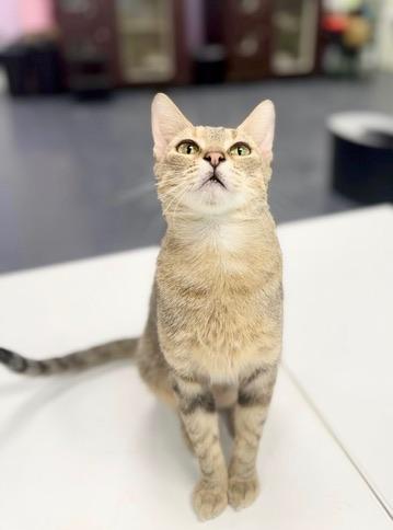 Florence Road, a Adoptable Domestic Short Hair in Covington, LA image 3/6