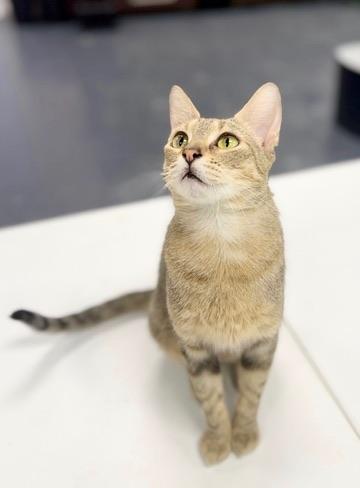 Florence Road, a Adoptable Domestic Short Hair in Covington, LA image 2/6
