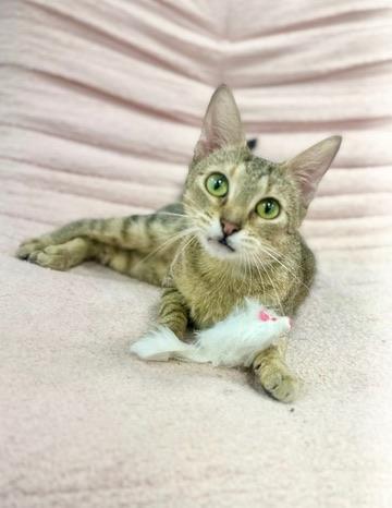 Florence Road, Adoptable, Young Female Domestic Short Hair.