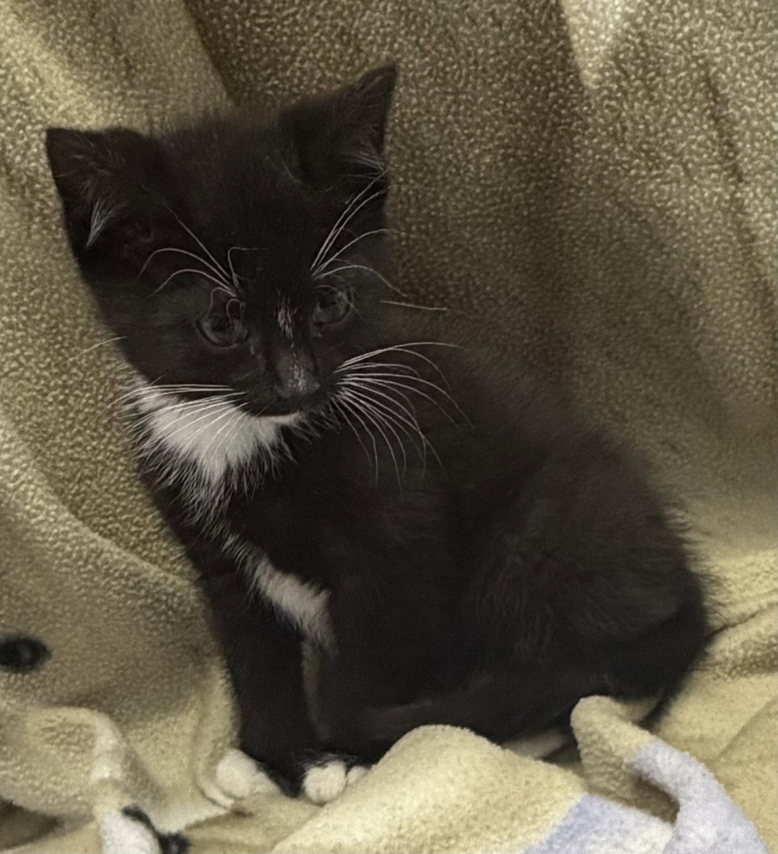 Mango, Adopted, Young Male Domestic Short Hair.