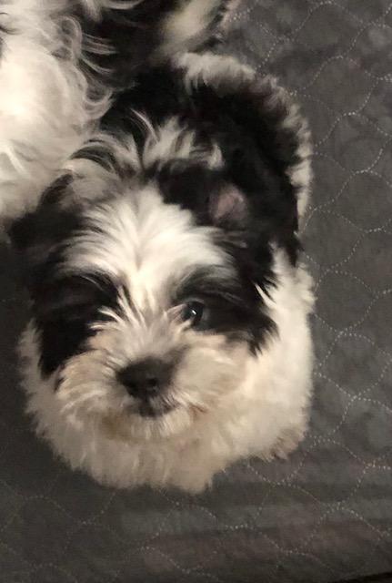 Enlarge Comet, an adopted Shih Tzu in Colleyville, TX image 2/2