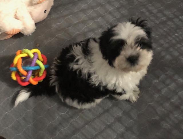 Enlarge Comet, an adopted Shih Tzu in Colleyville, TX image 1/2